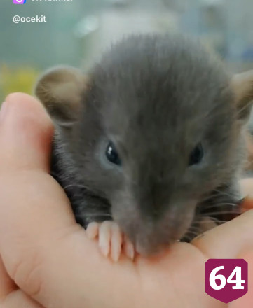 Соцсети умилили ушастики дамбо из саратовского мини-зоопарка